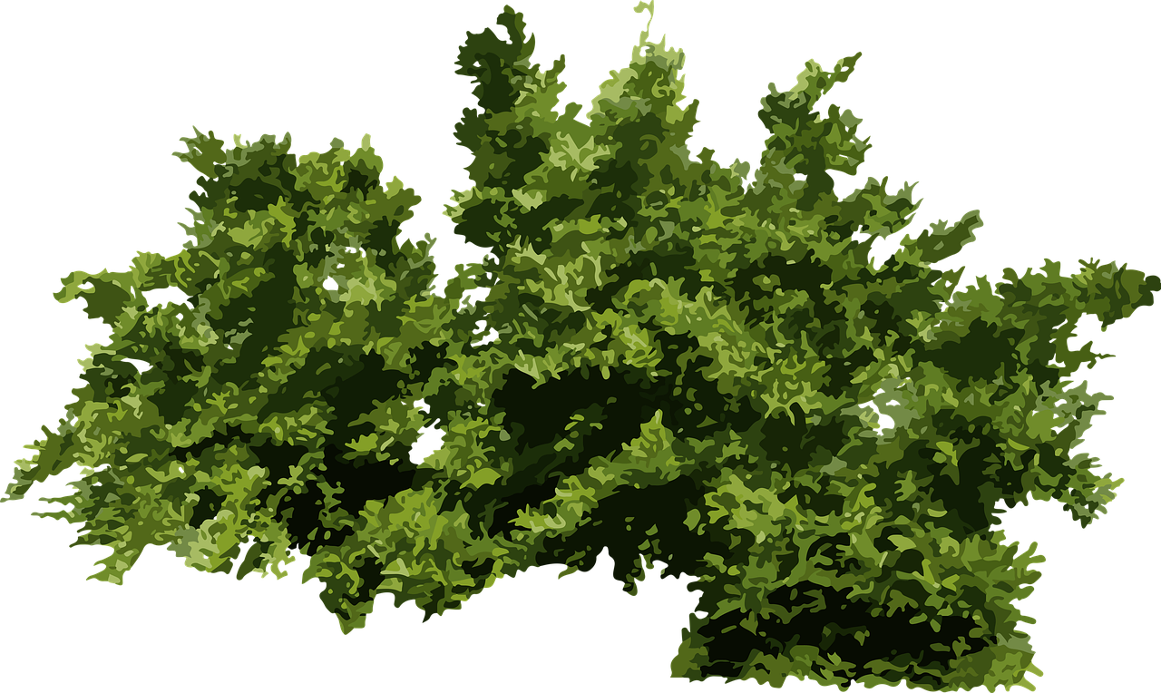 maple-7584635_1280