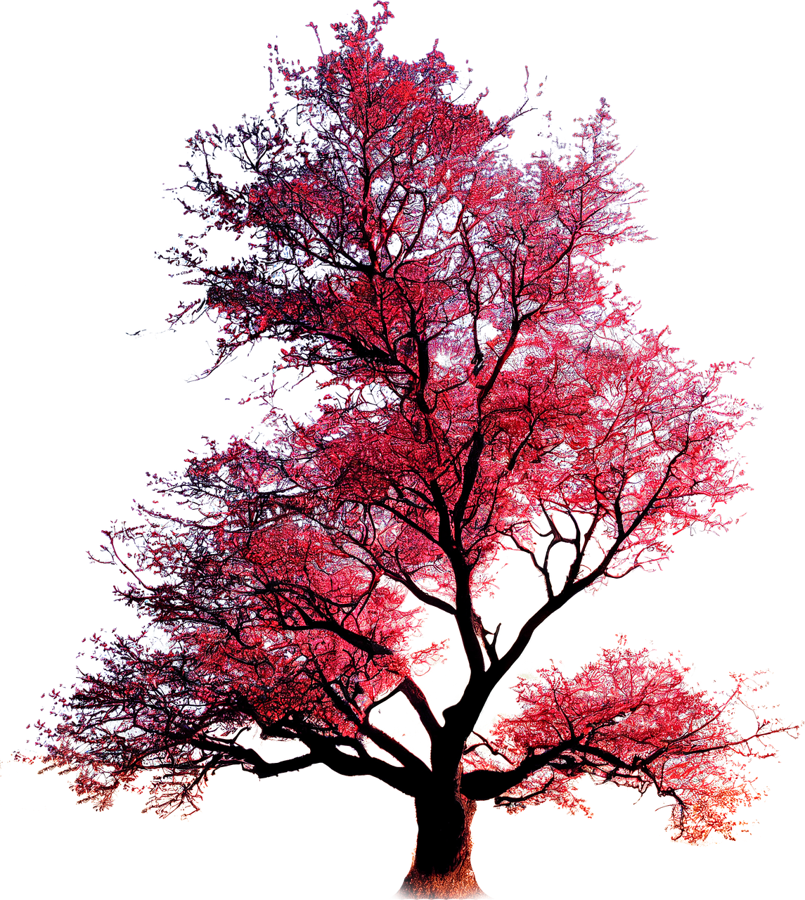 maple-7584635_1280