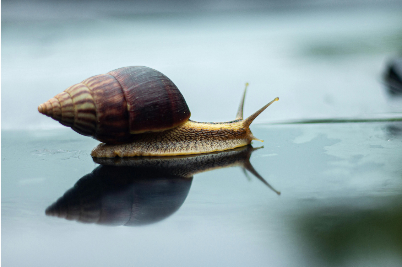 pgae communication animale en construction