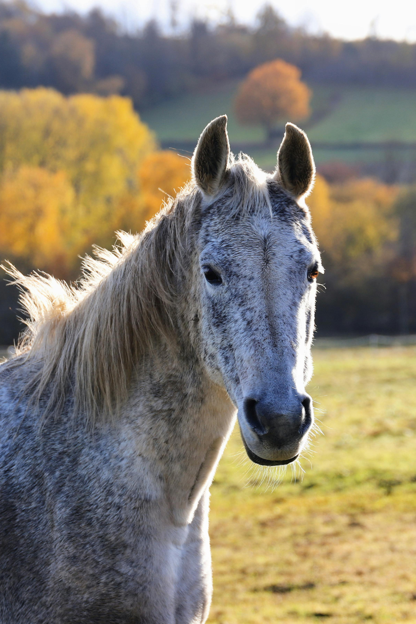 communication animale à distance cheval dame nath'ure