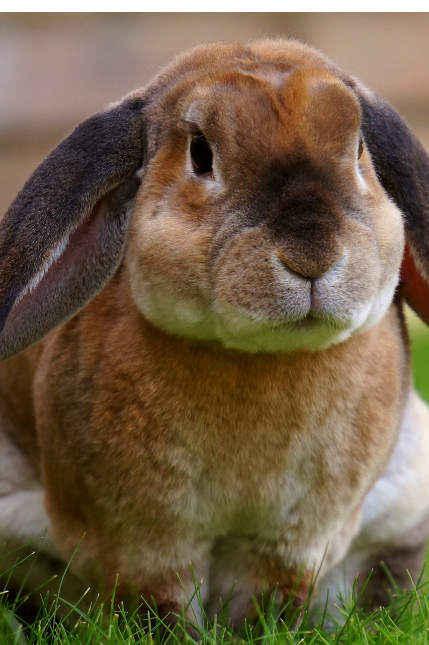 communication animale à distance dame nath'ure
