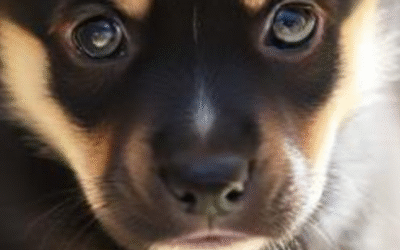 Dame Nath&rsquo;ure au 1er salon du bien-être humain et animal à Petit Quevilly