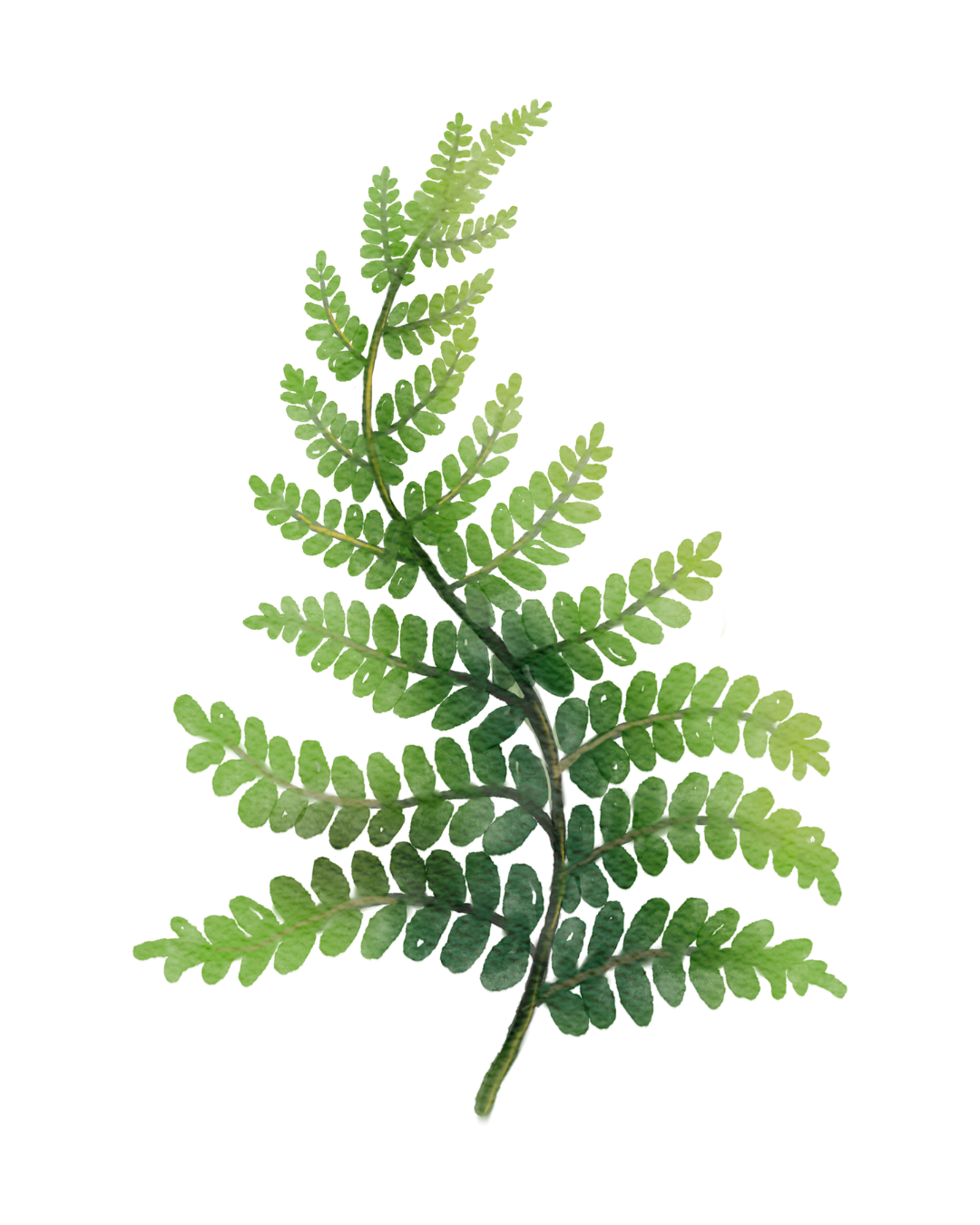 musique des plantes dame nath'ure