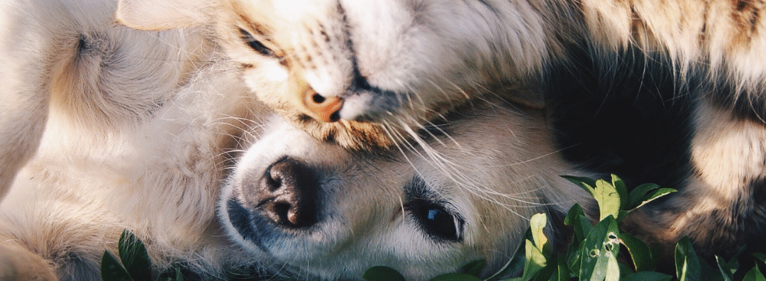 Avez-vous déjà essayer la communication animale à distance avec votre chat ou votre chien ?
