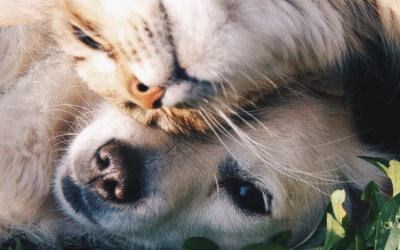 Avez-vous déjà essayer la communication animale à distance avec votre chat ou votre chien ?