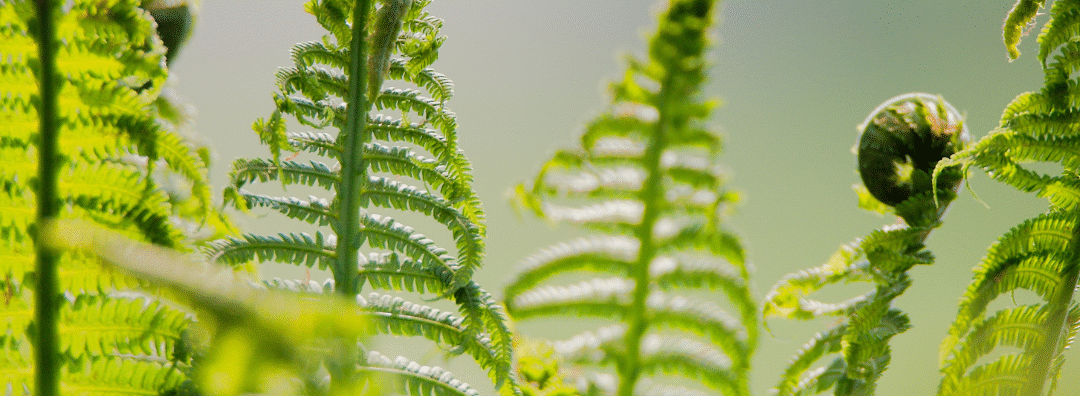 Concours bien-être été 2026 musique des plantes à Rouen