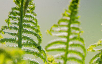Concours bien-être été 2026 musique des plantes à Rouen
